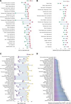 Age-related somatic mutation burden in human tissues